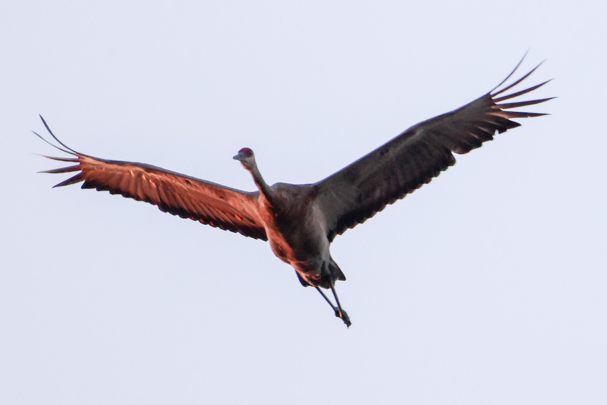 Sandhill Crane - ML623216696