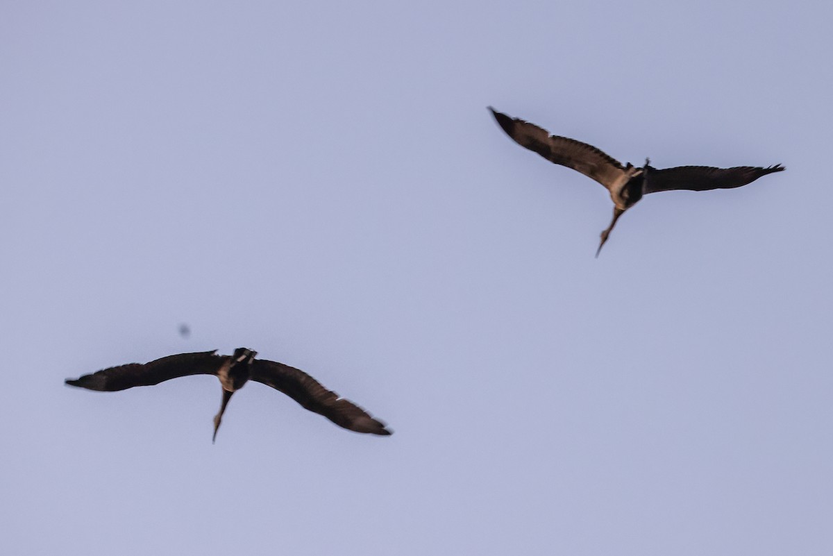 Sandhill Crane - ML623216697