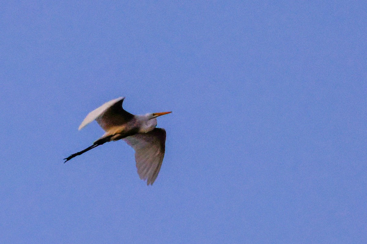 Great Egret - ML623216705