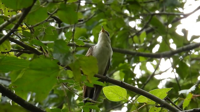 Yellow-billed Cuckoo - ML623216712