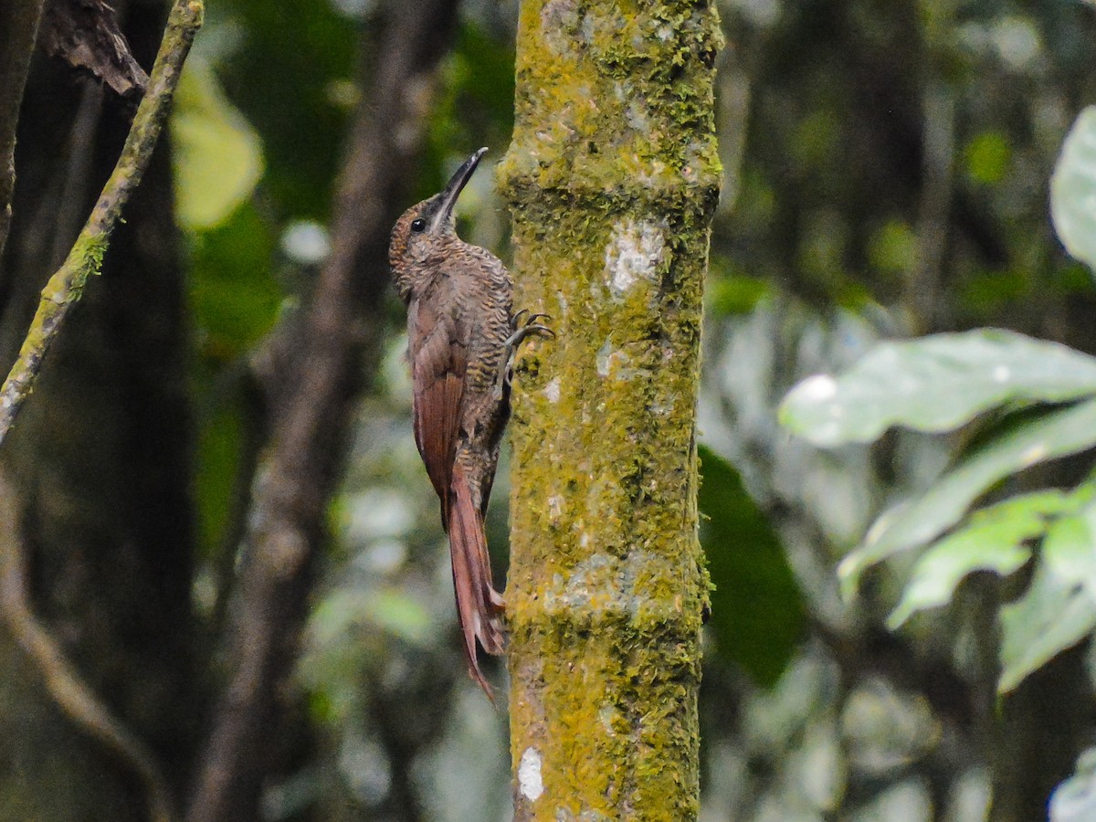 Northern Barred-Woodcreeper - ML623216735