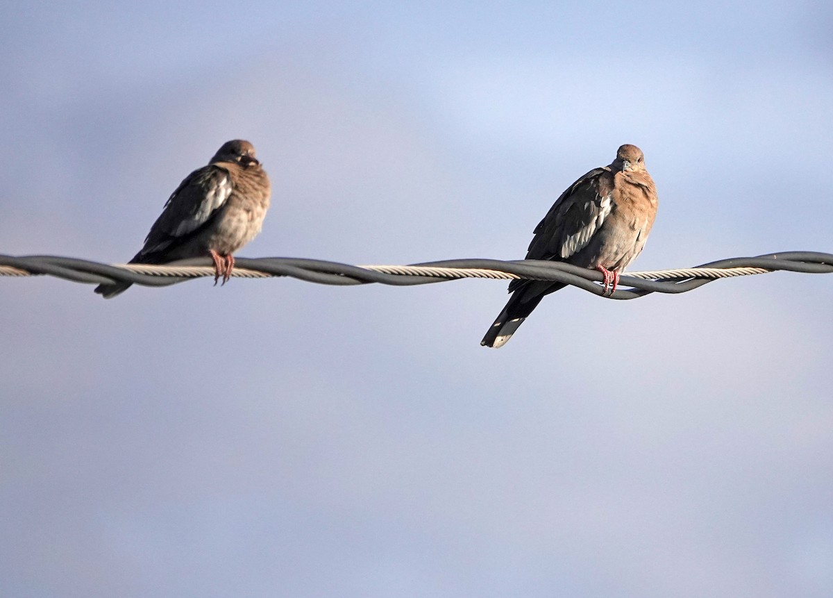 White-winged Dove - ML623216752