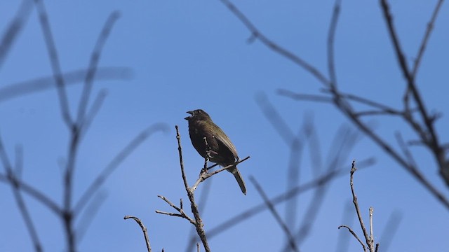 Black-faced Grassquit - ML623216758