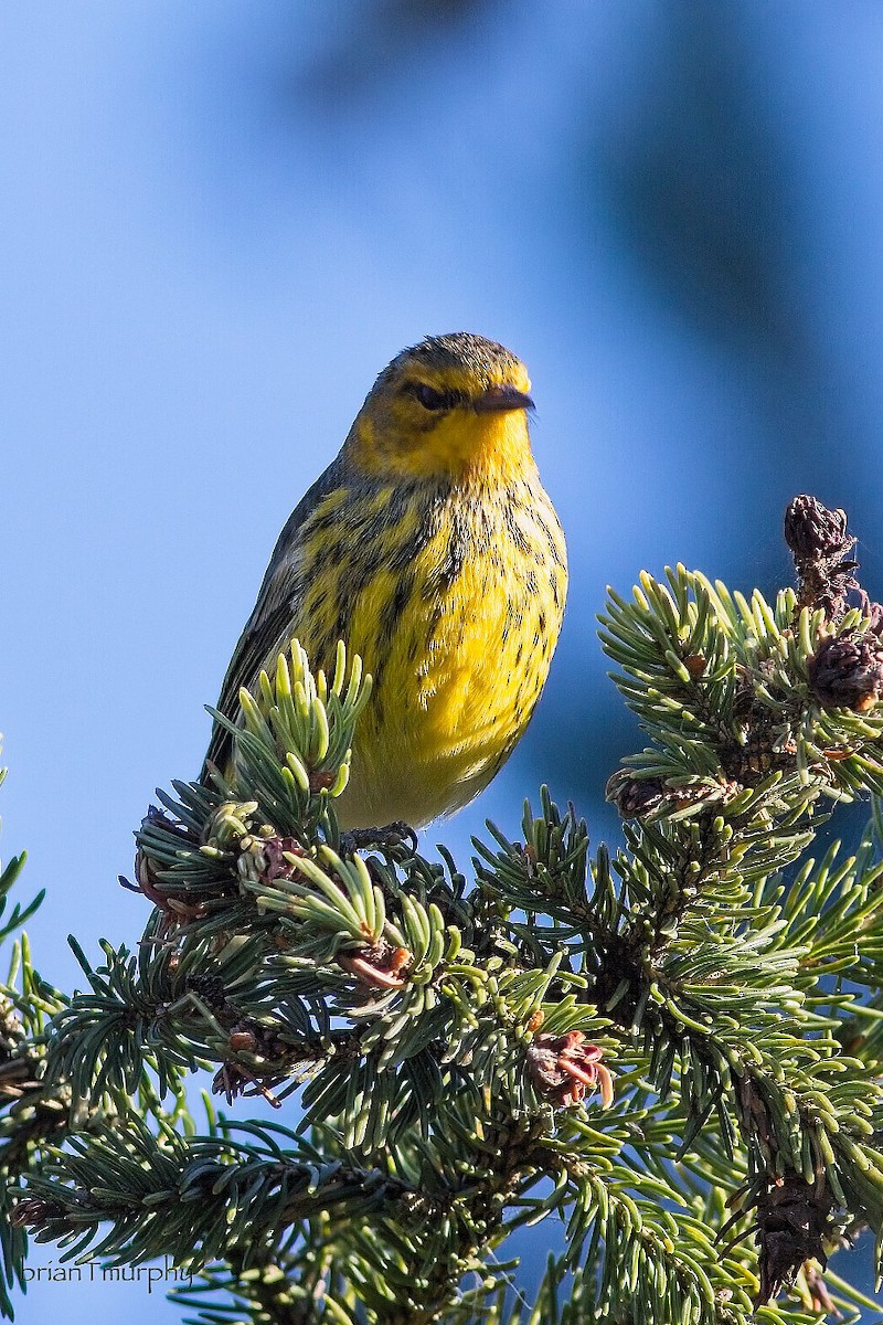 Cape May Warbler - ML623216761