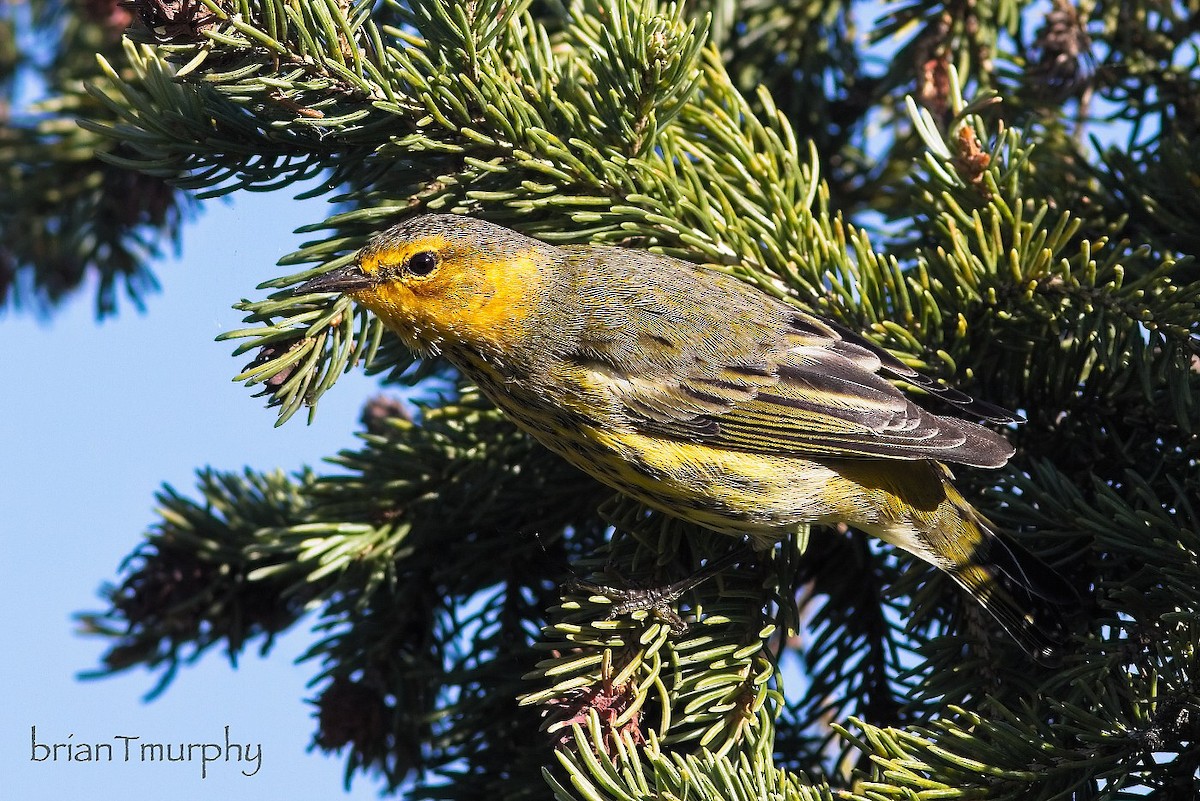 Cape May Warbler - ML623216762