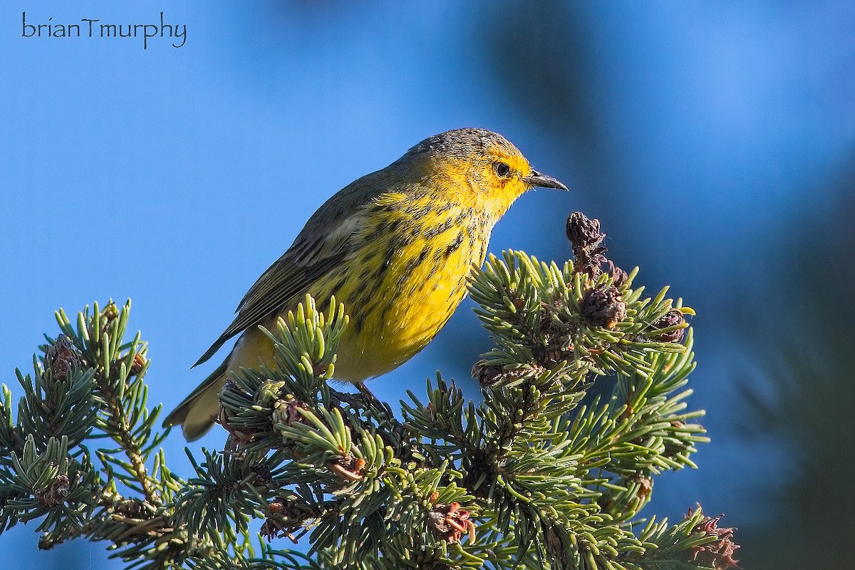 Cape May Warbler - ML623216763