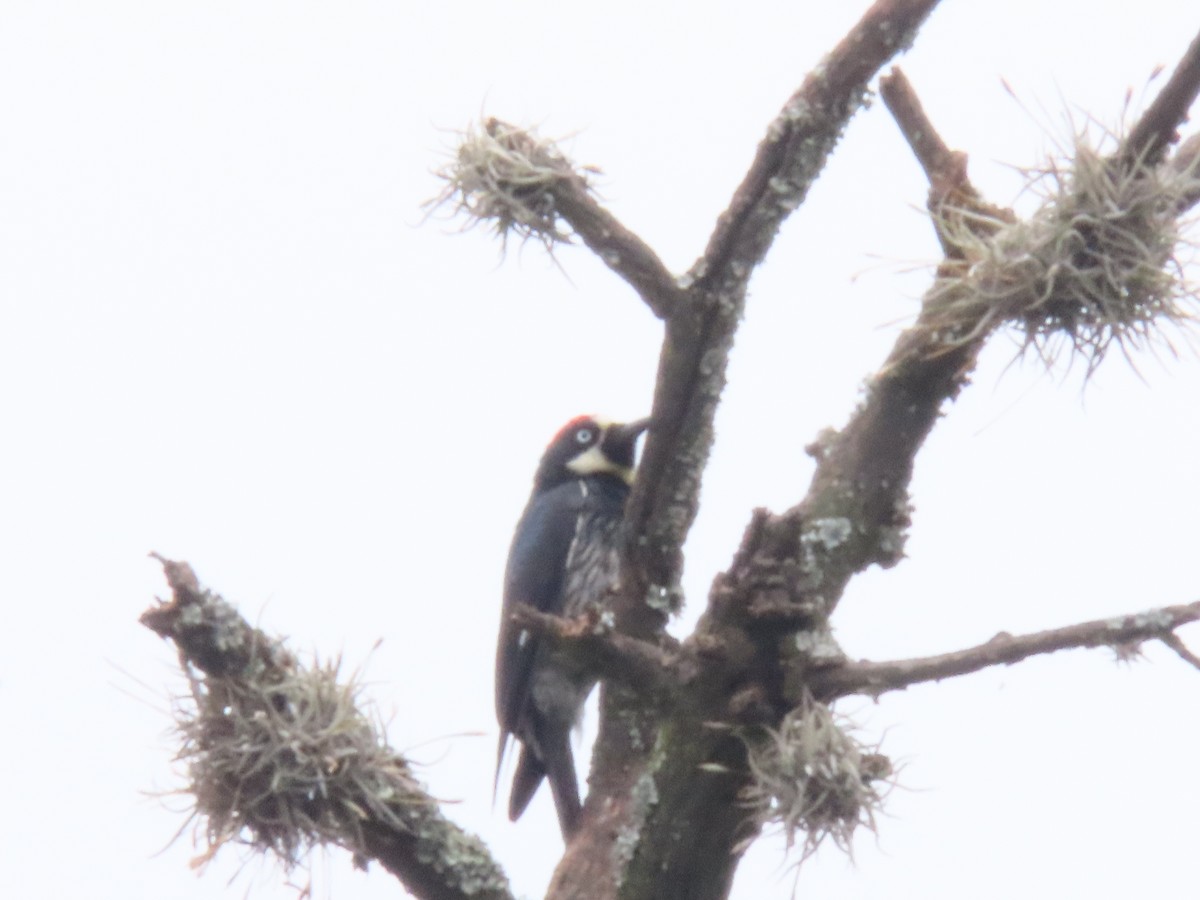Acorn Woodpecker - ML623216771