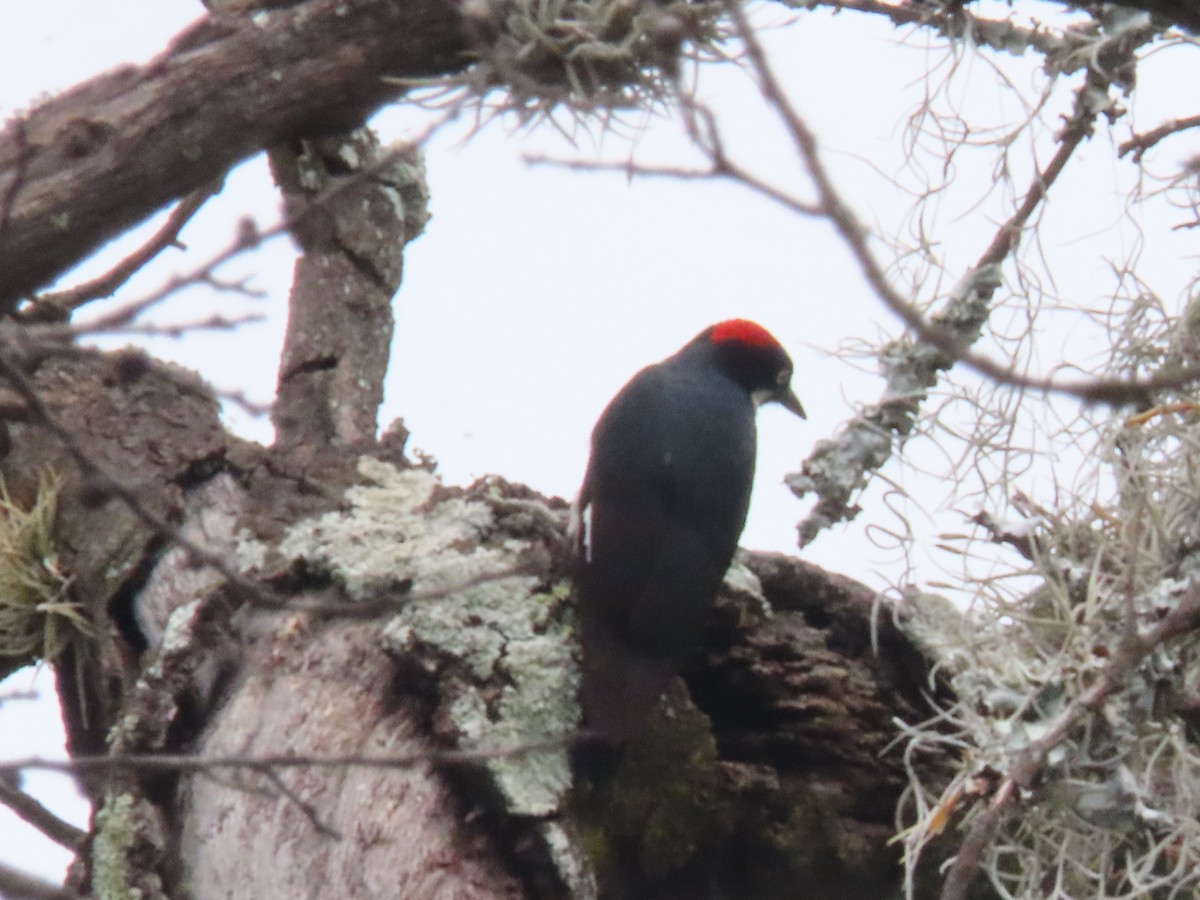 Acorn Woodpecker - ML623216772