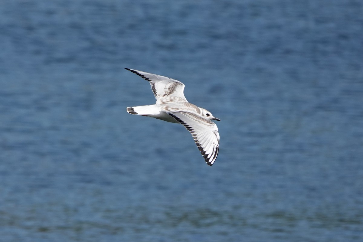 Bonaparte's Gull - ML623216848