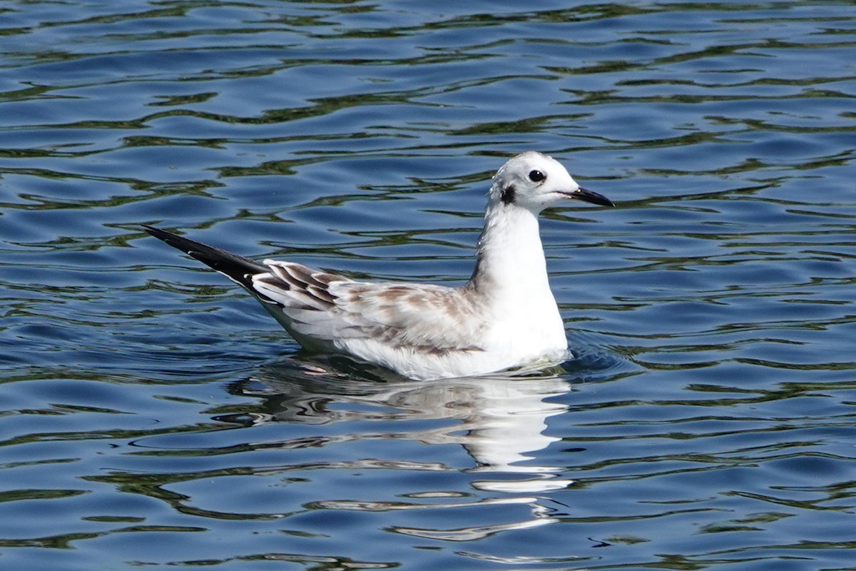 Bonaparte's Gull - ML623216849