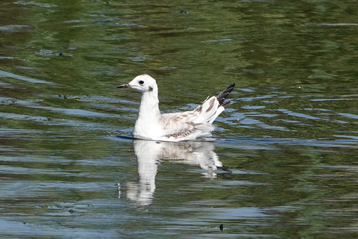 Bonaparte's Gull - ML623216851