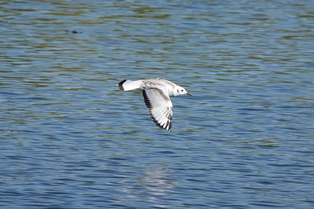 Bonaparte's Gull - ML623216852