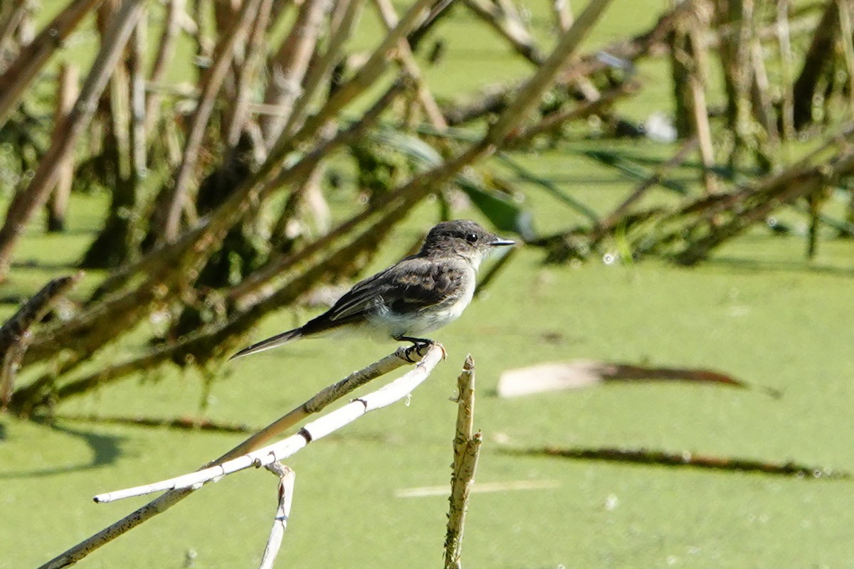 Eastern Phoebe - ML623216861