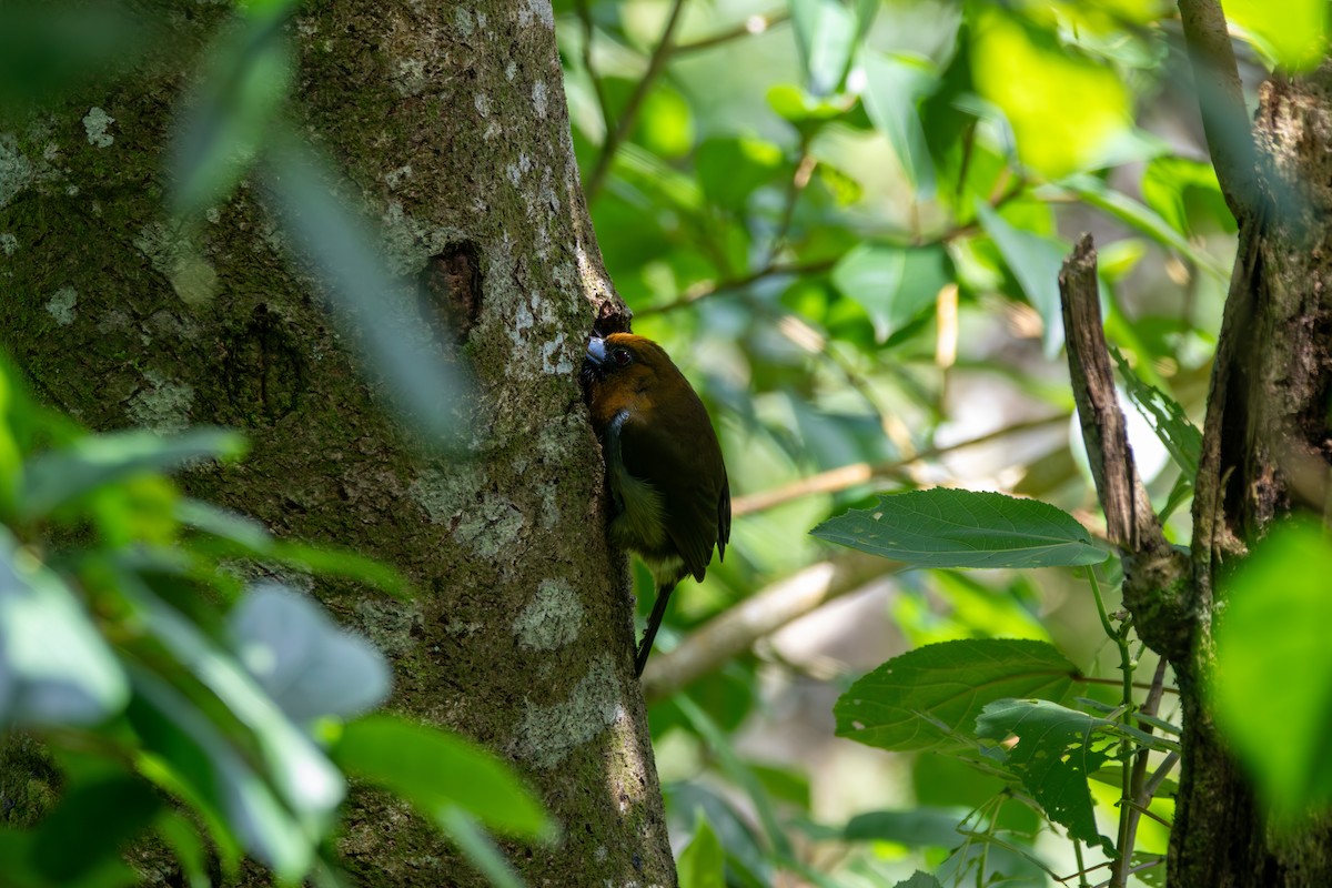 Prong-billed Barbet - ML623216862