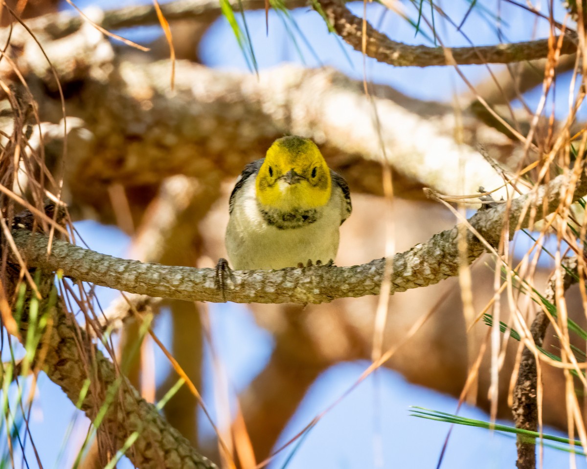 Hermit Warbler - ML623216869