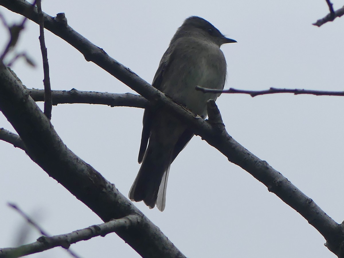 Western Wood-Pewee - ML623216919