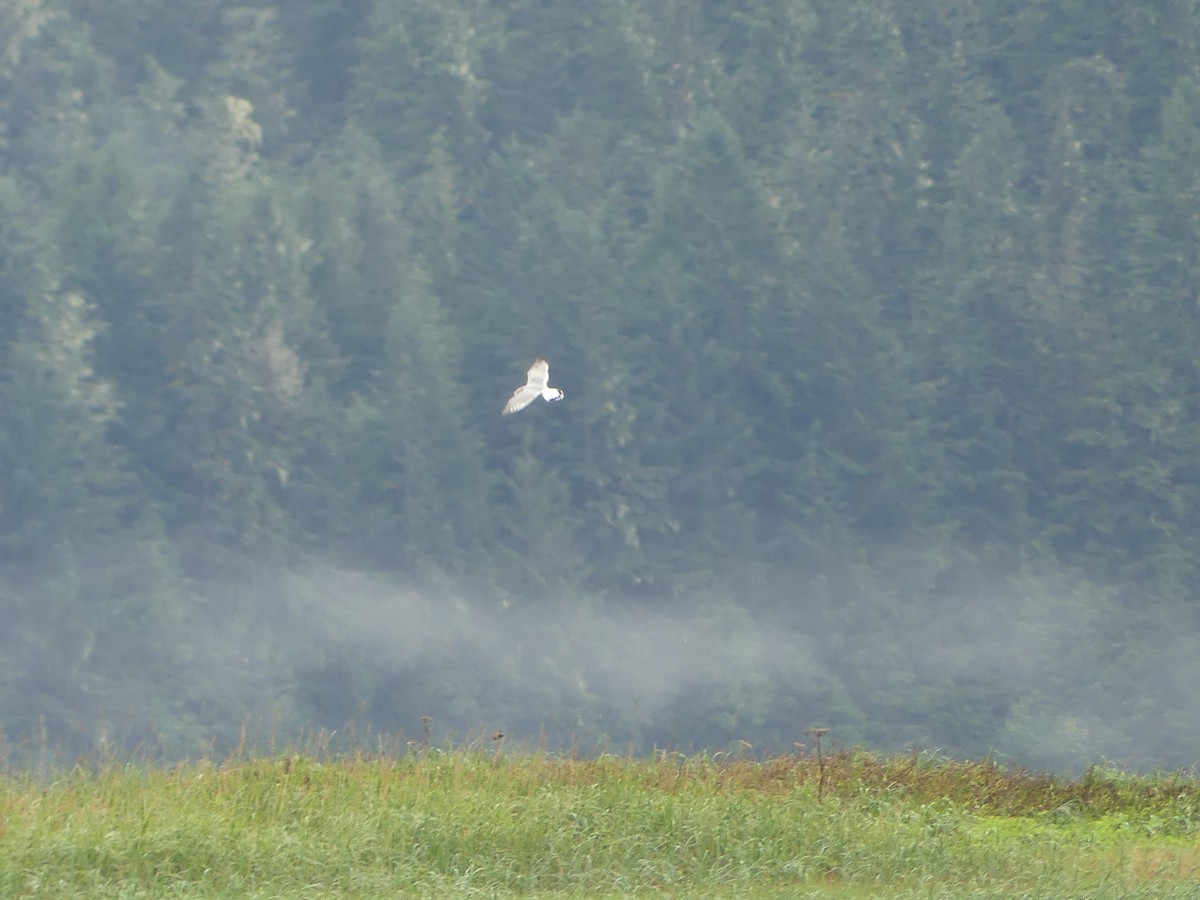 Short-billed Gull - Gus van Vliet