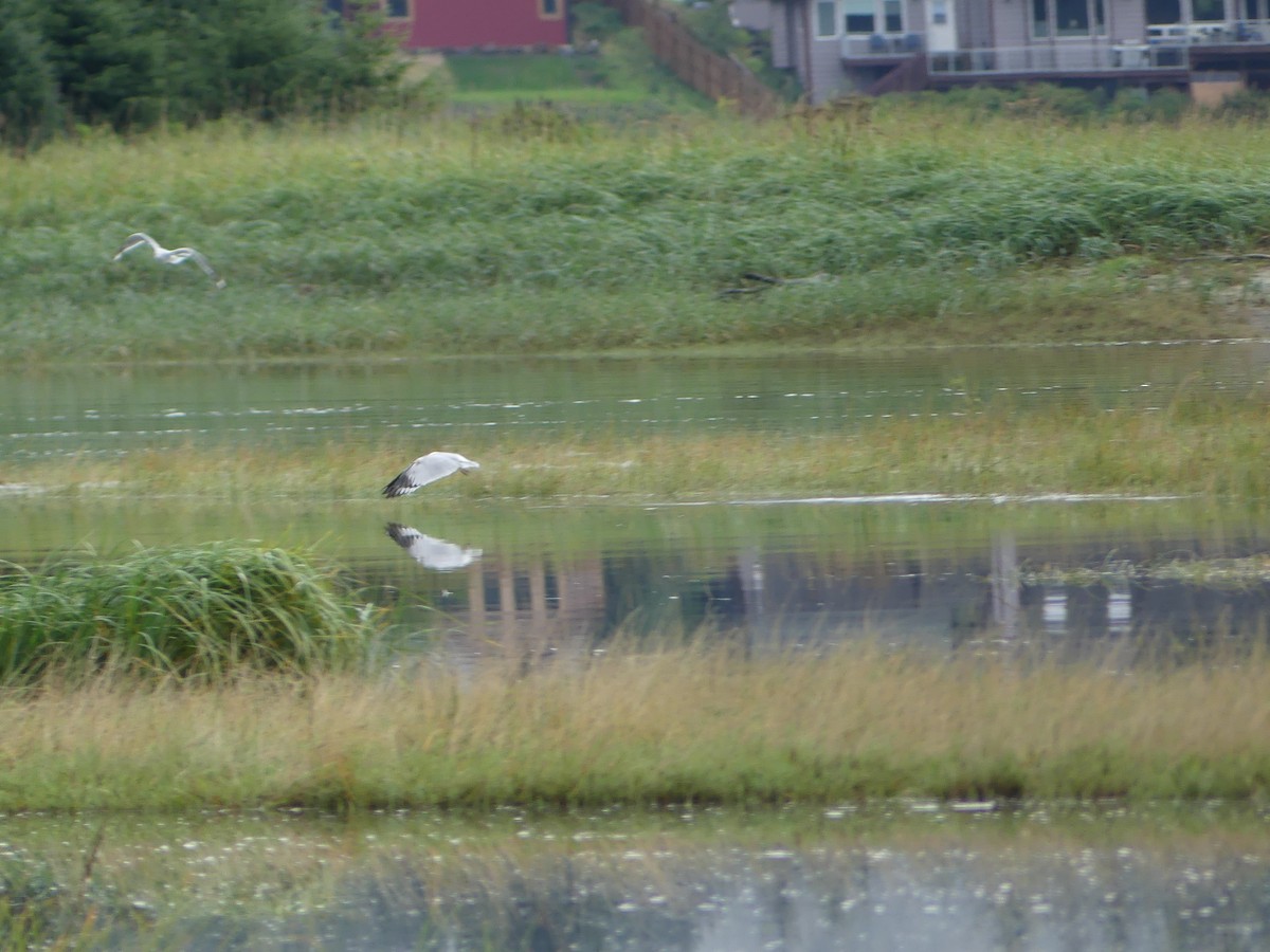 Short-billed Gull - ML623216940