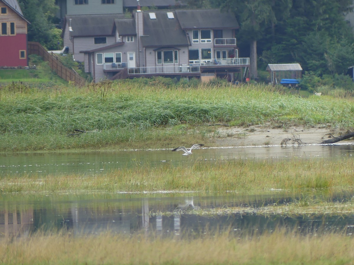 Short-billed Gull - ML623216941