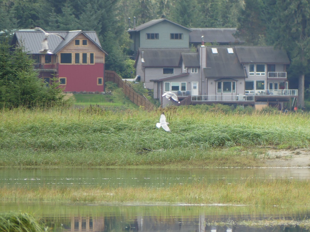 Short-billed Gull - ML623216942