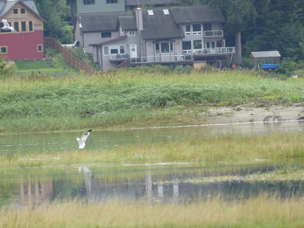 Short-billed Gull - Gus van Vliet