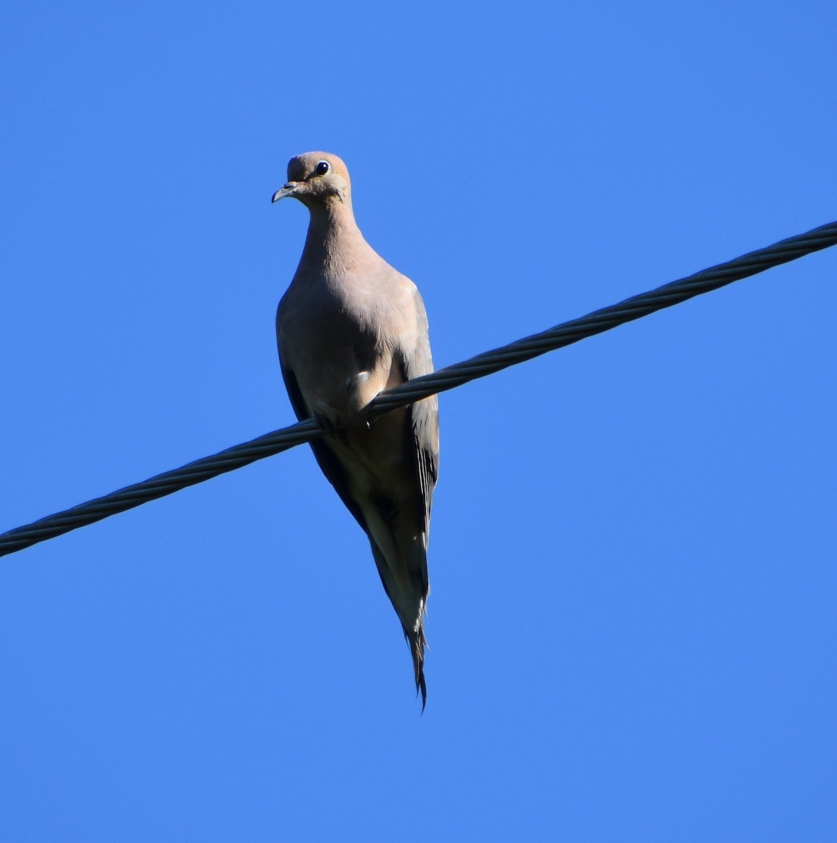 Mourning Dove - ML623216963