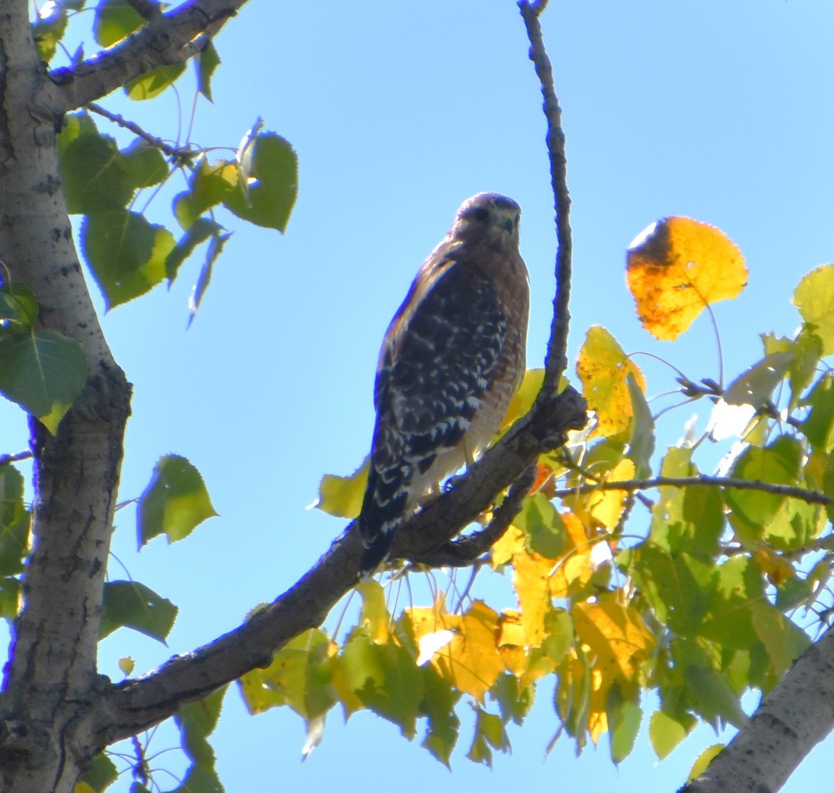 Red-shouldered Hawk - ML623217008