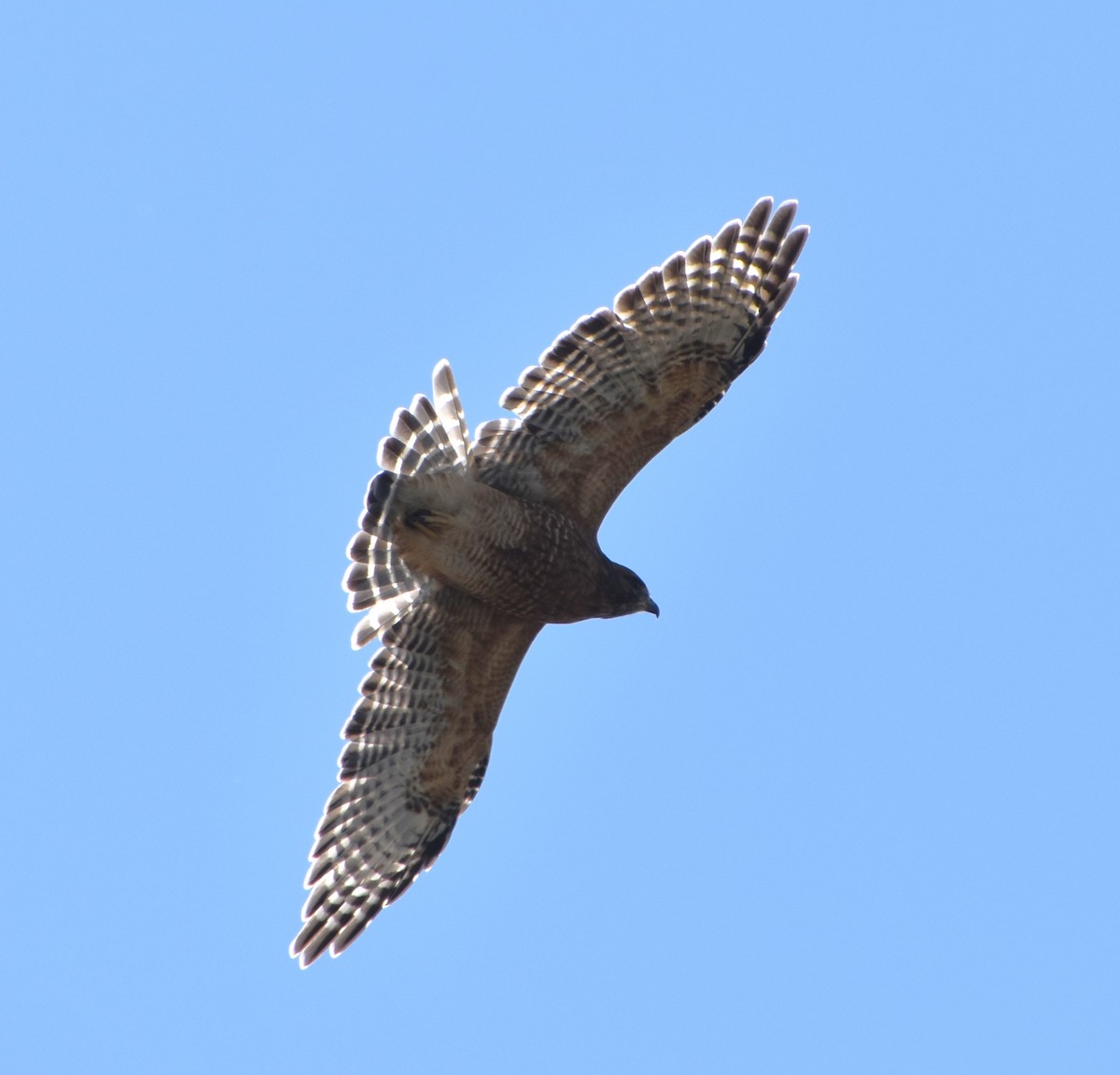 Red-shouldered Hawk - ML623217012