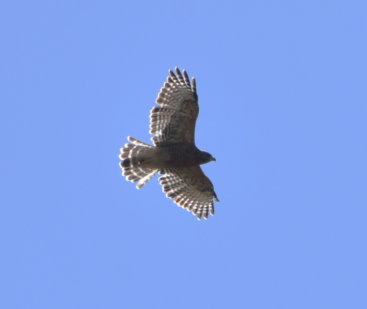 Red-shouldered Hawk - ML623217018