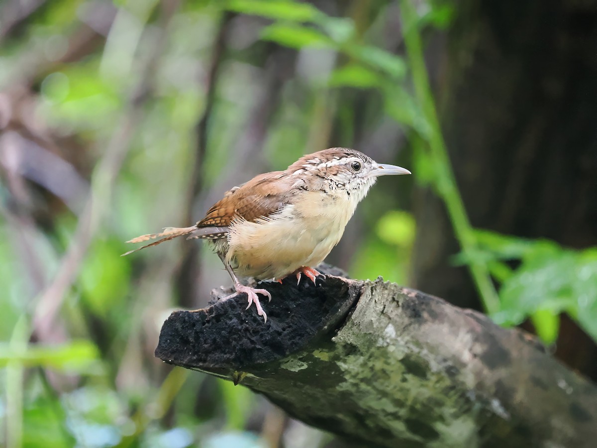 Carolina Wren - ML623217066