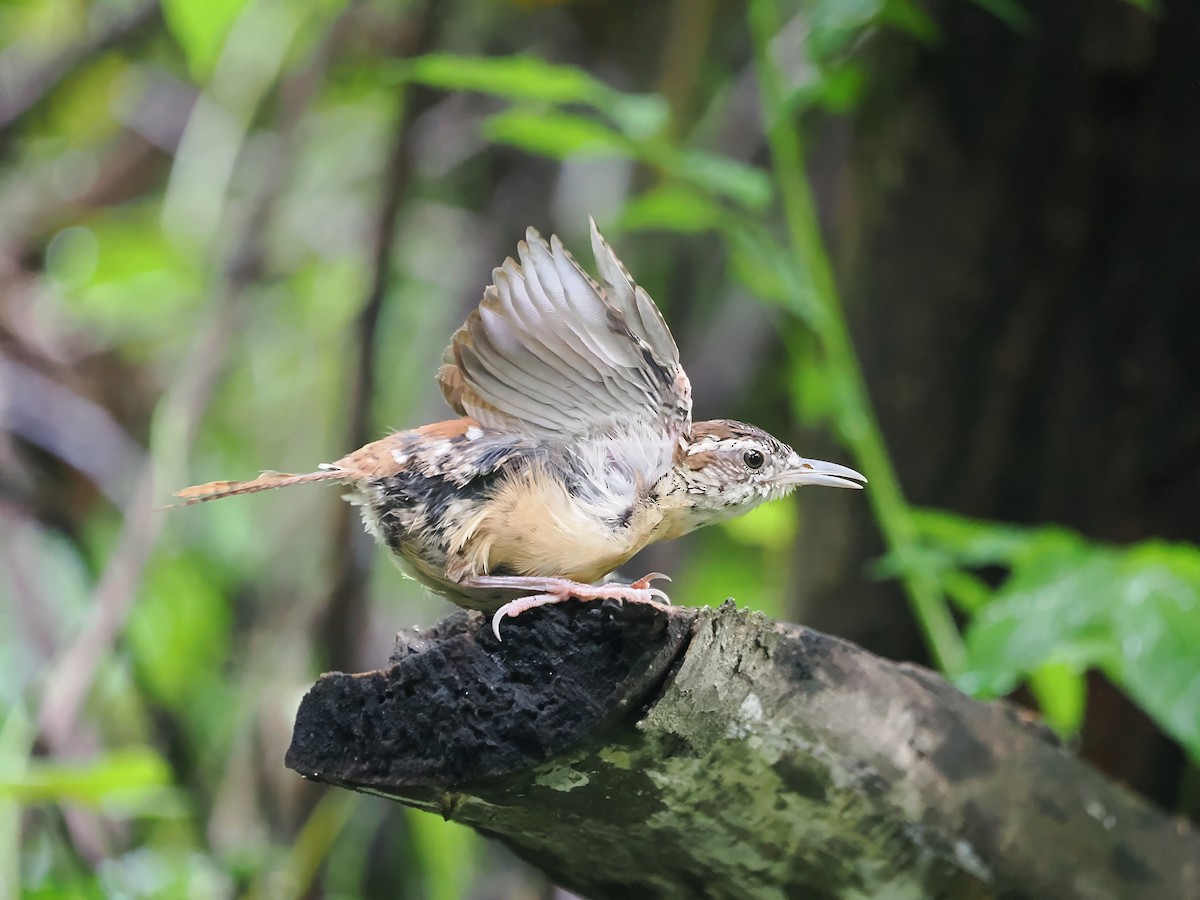 Carolina Wren - ML623217068