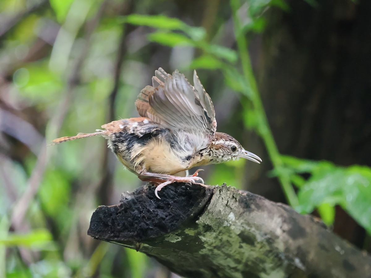 Carolina Wren - ML623217070