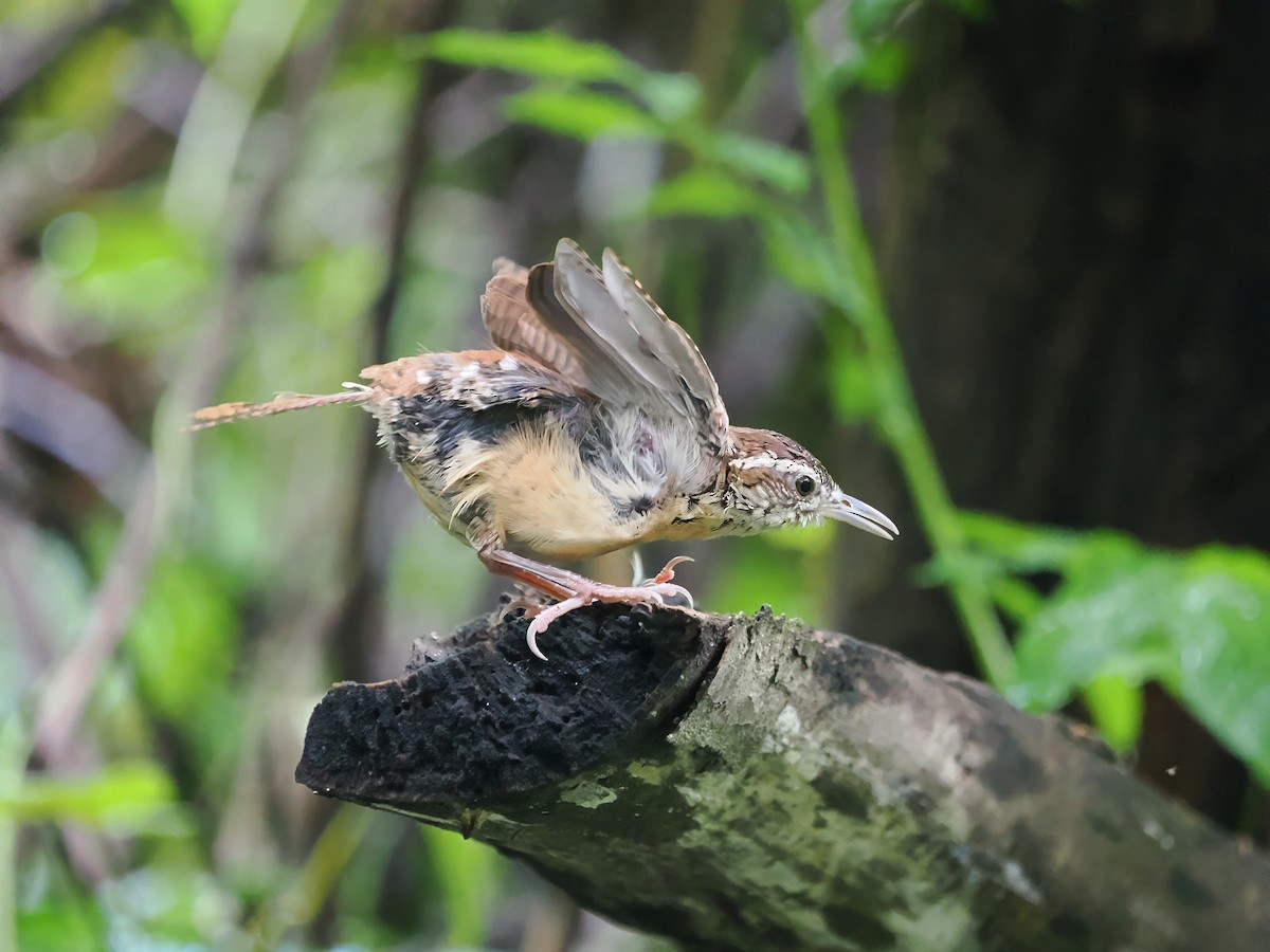 Carolina Wren - ML623217071