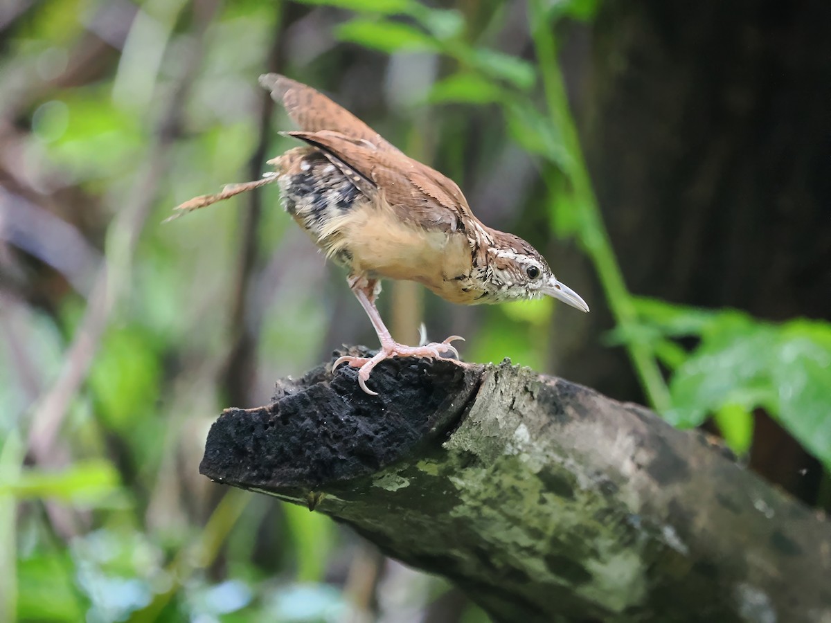 Carolina Wren - ML623217073