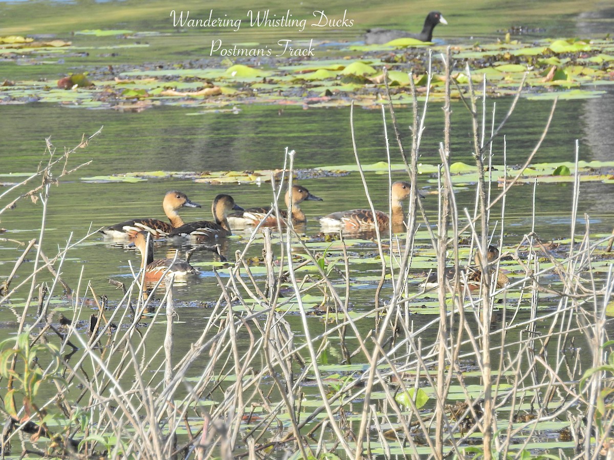 Wandering Whistling-Duck - ML623217080