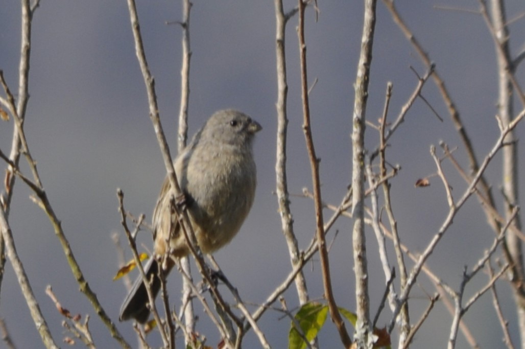 Plain-colored Seedeater - ML623217085