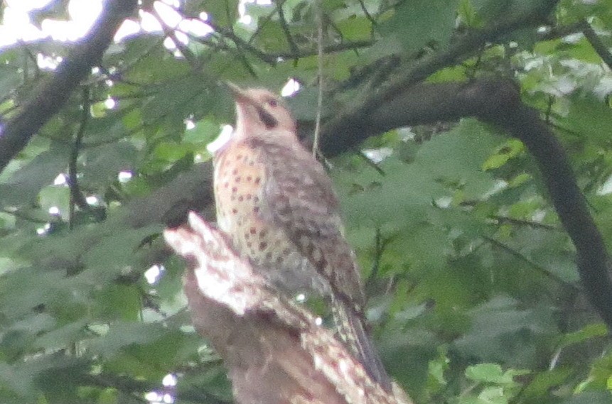 Northern Flicker - ML623217098