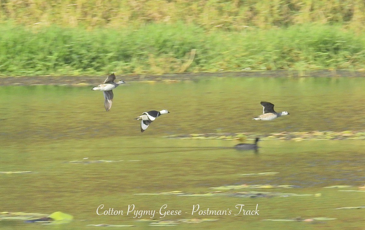 Cotton Pygmy-Goose - Marie Tarrant