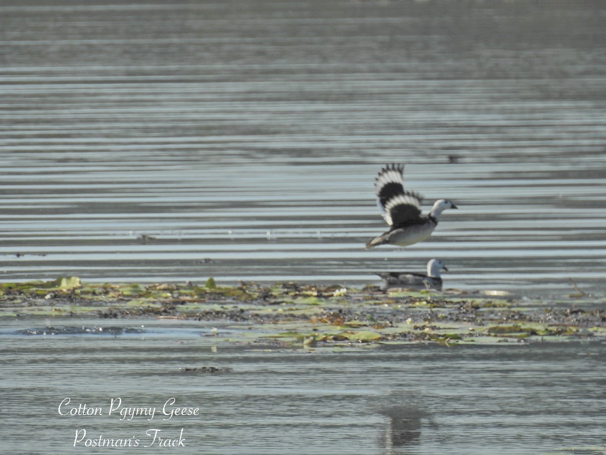 Cotton Pygmy-Goose - ML623217109