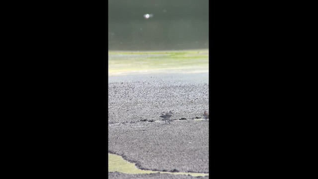 Bécasseau sanderling - ML623217114