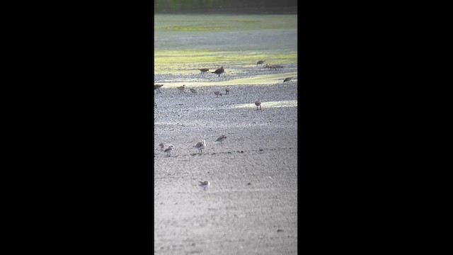 Bécasseau sanderling - ML623217115