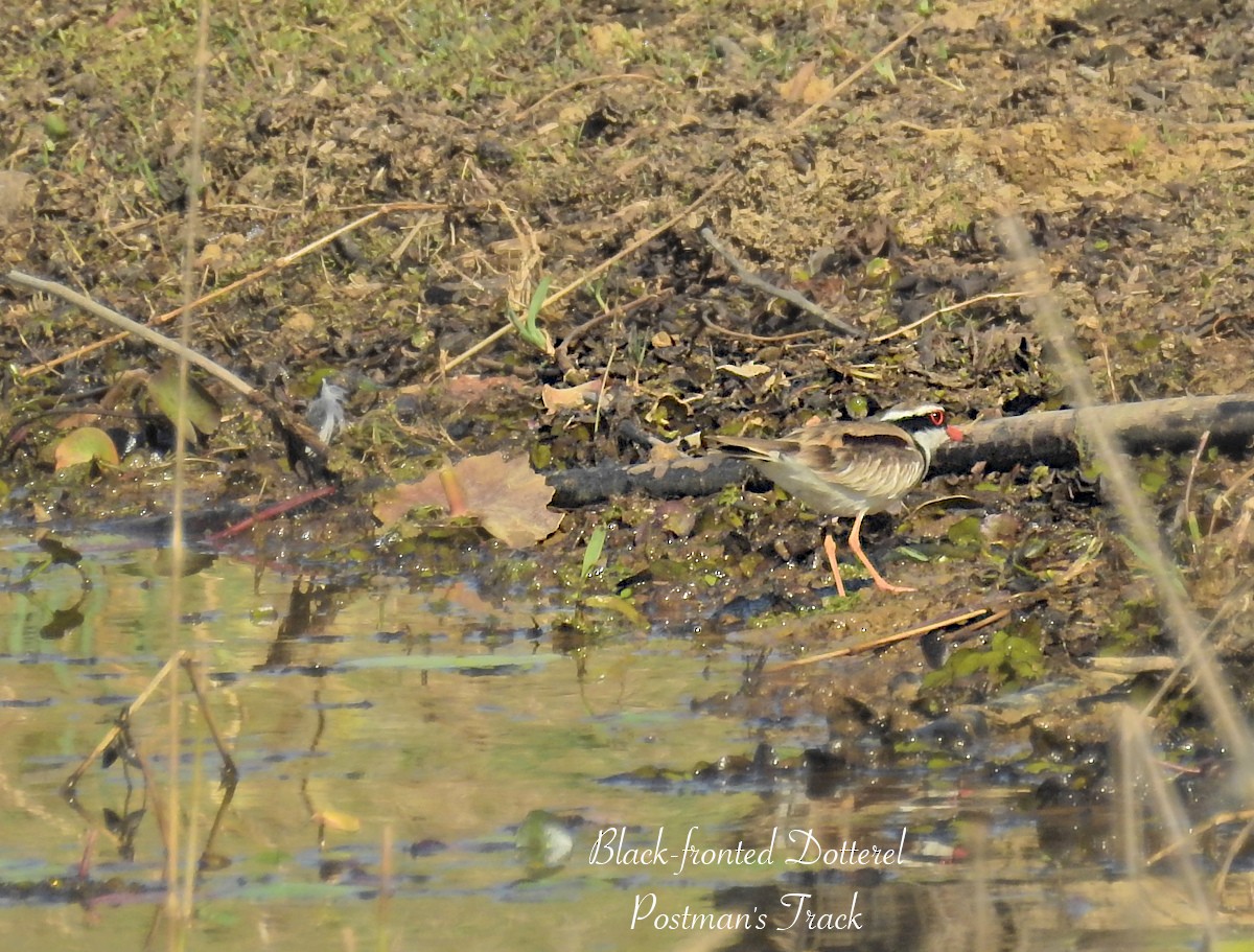 Black-fronted Dotterel - ML623217137