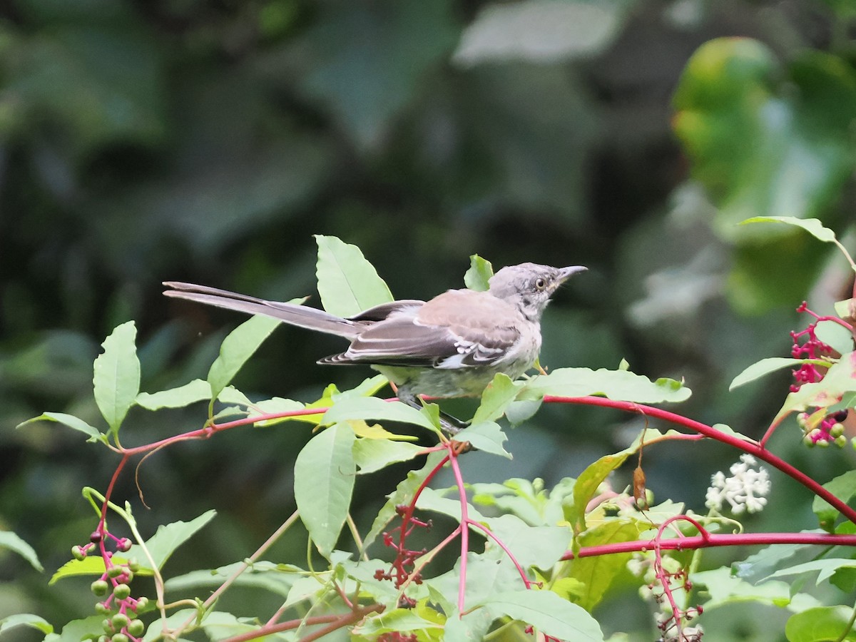 Northern Mockingbird - ML623217141