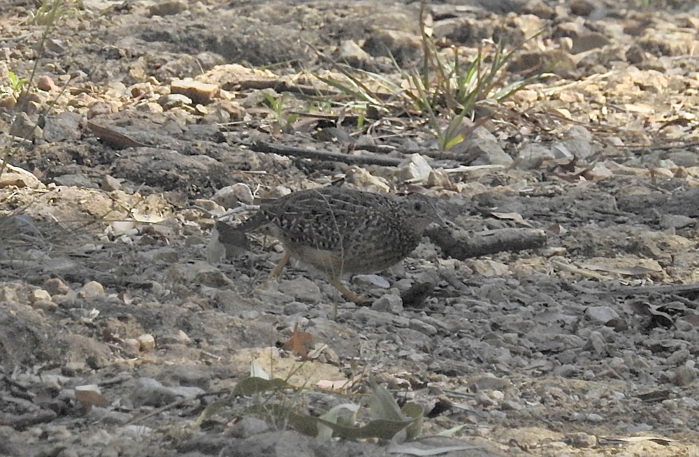 Painted Buttonquail - Marie Tarrant