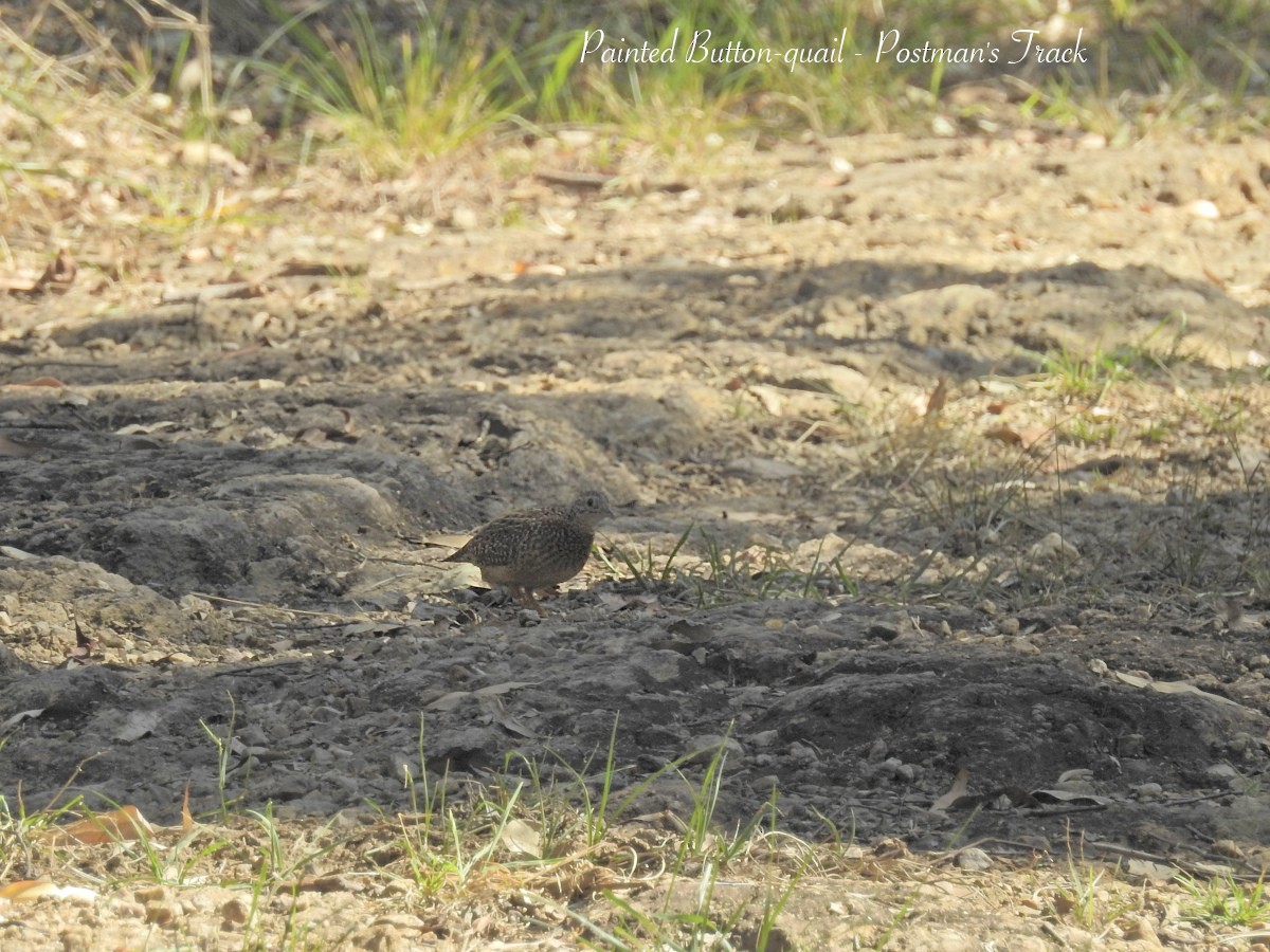 Painted Buttonquail - ML623217145