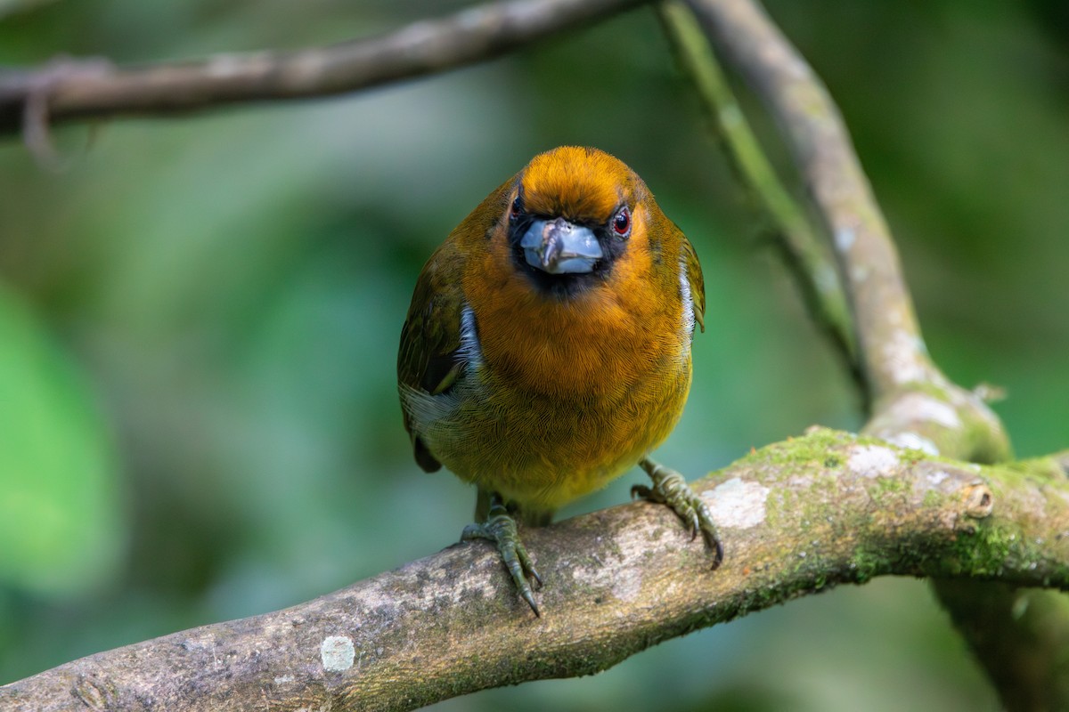 Prong-billed Barbet - ML623217157