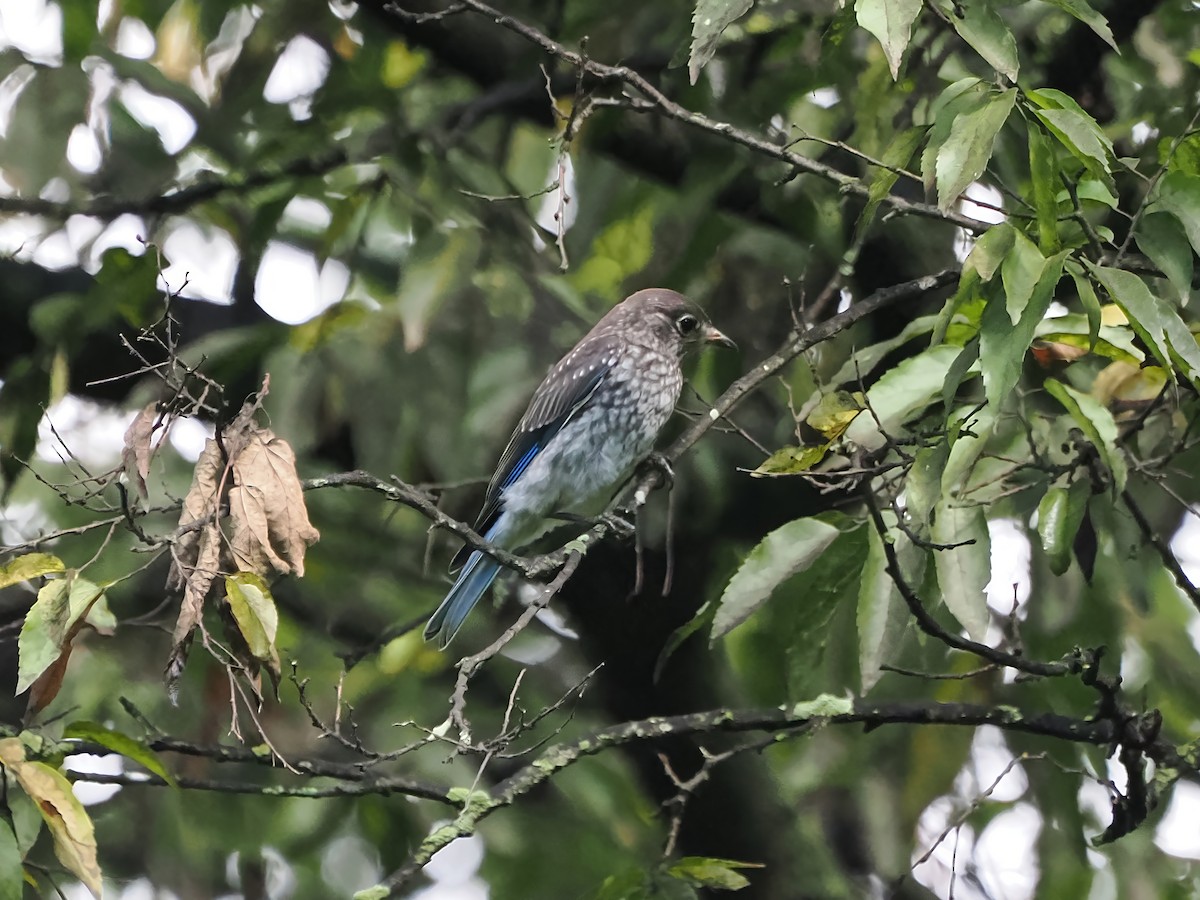 Eastern Bluebird - ML623217162