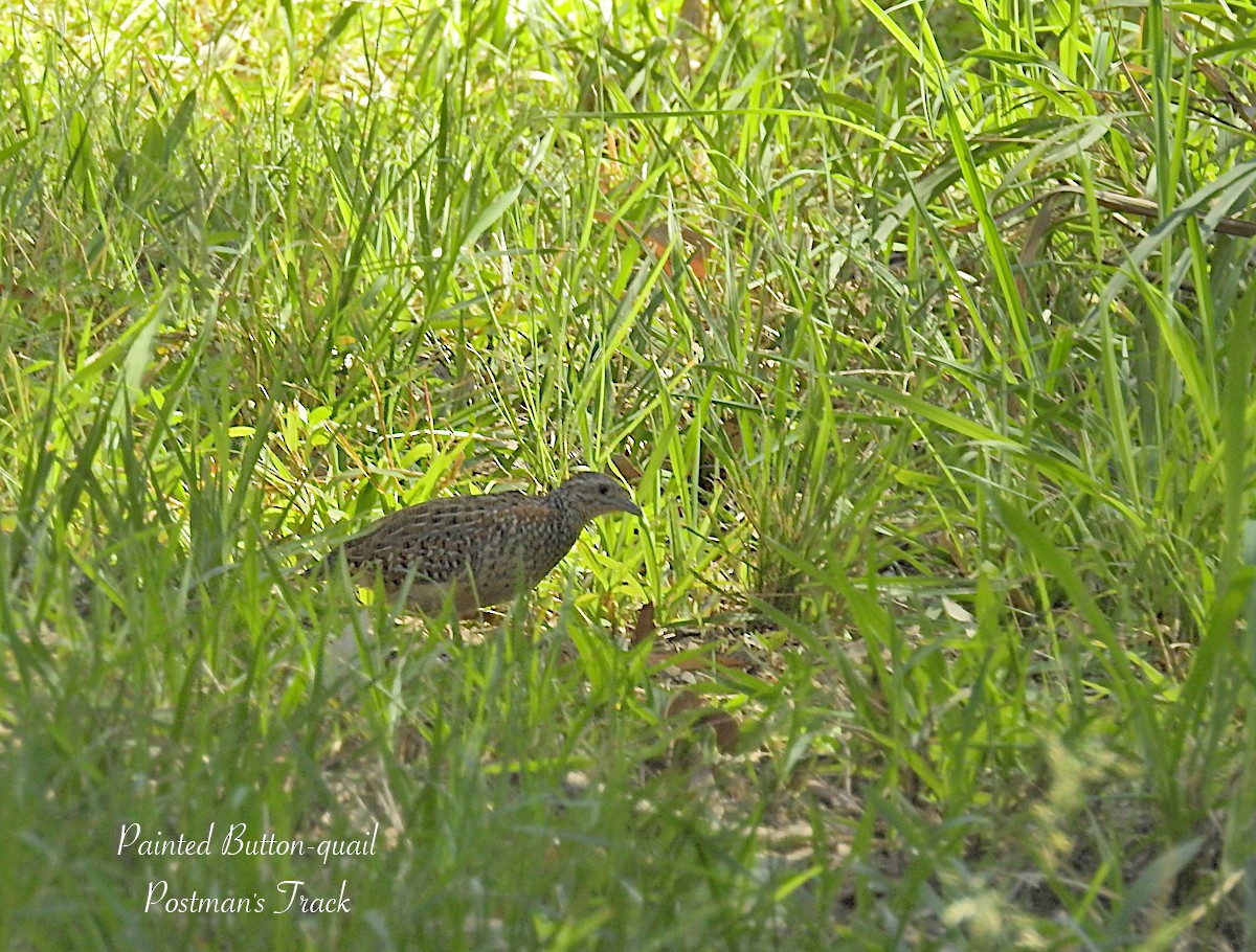 Painted Buttonquail - ML623217168