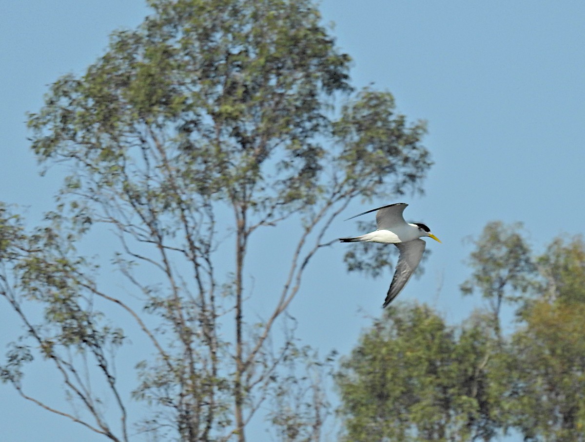 Great Crested Tern - ML623217174