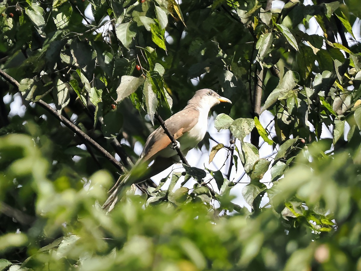 Yellow-billed Cuckoo - ML623217177
